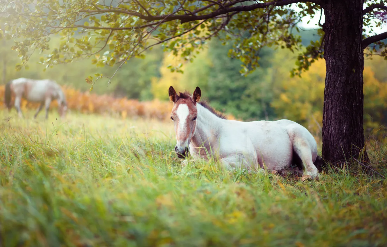 Photo wallpaper white, grass, branches, nature, tree, horse, stay, glade