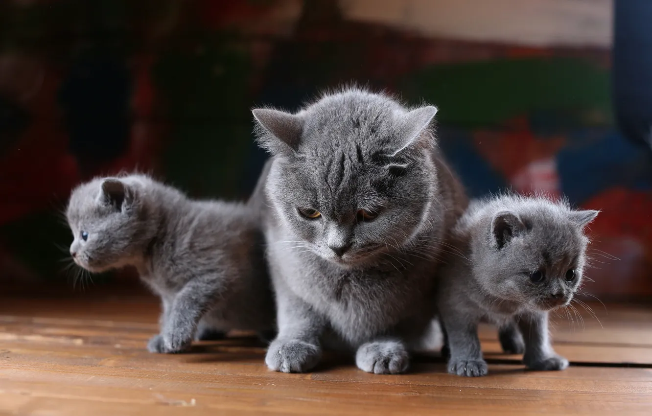 Photo wallpaper cat, look, grey, background, Board, baby, three, kitty