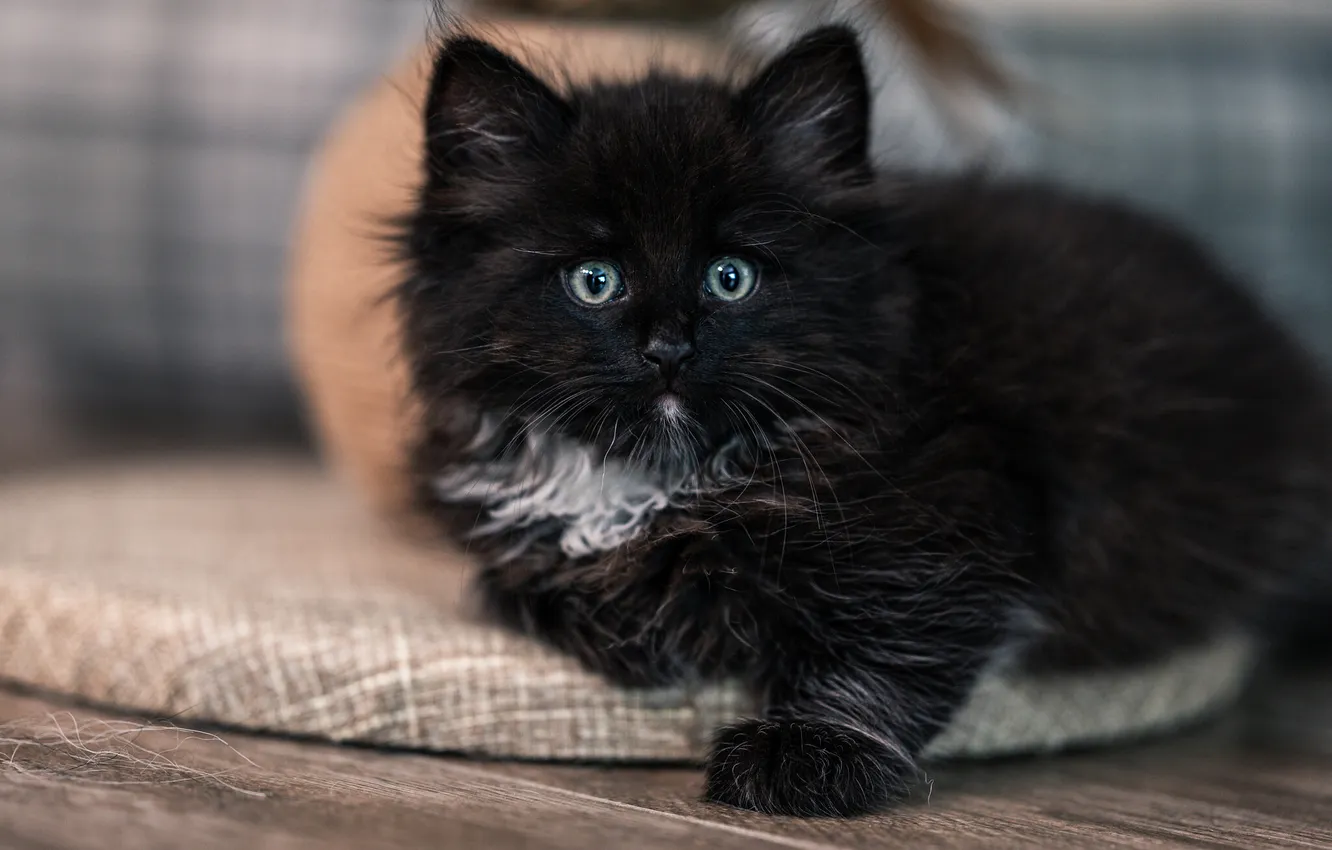 Photo wallpaper cat, look, pose, black, Board, fluffy, kitty, face