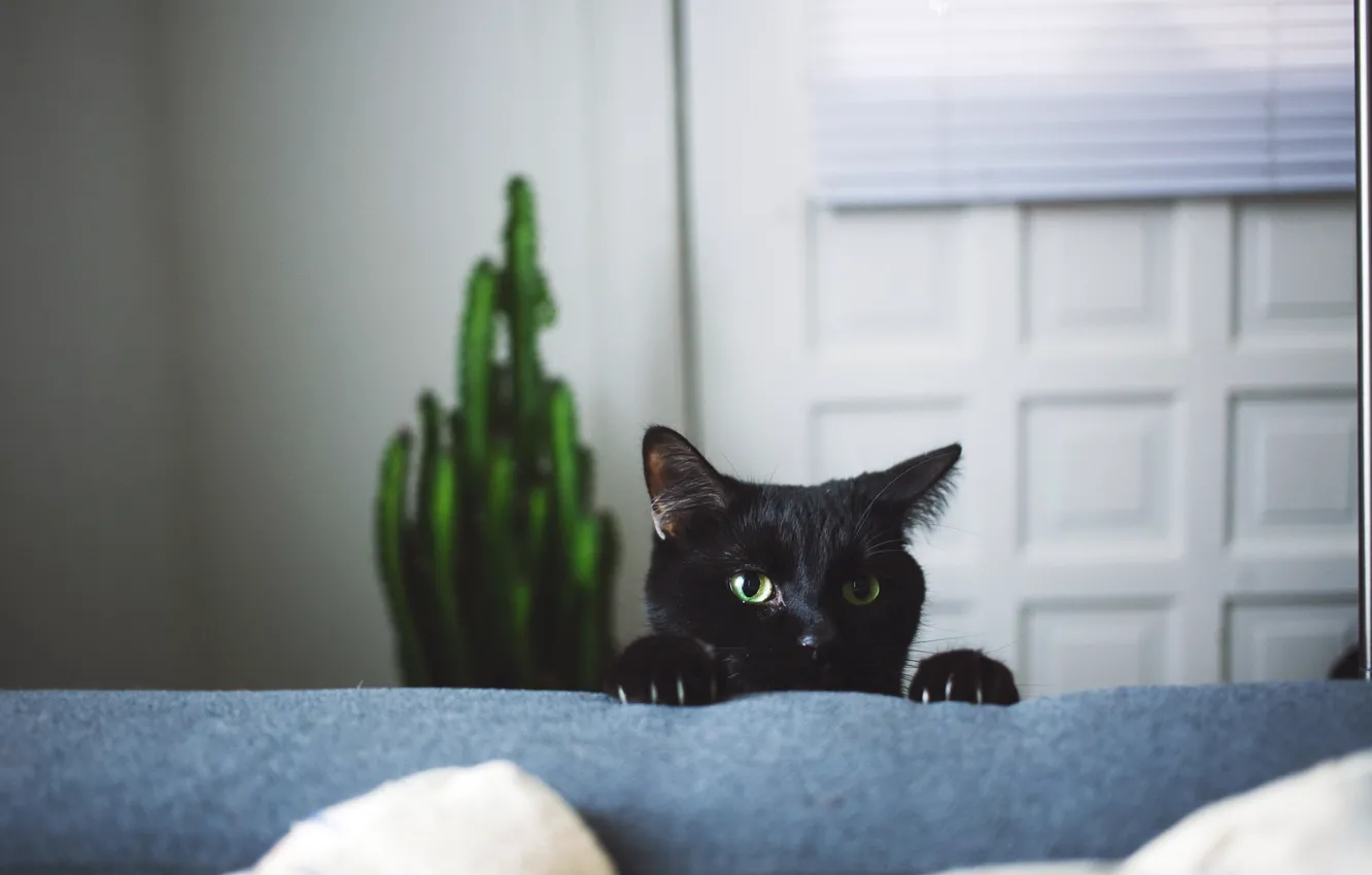Photo wallpaper cat, black, claws, looks