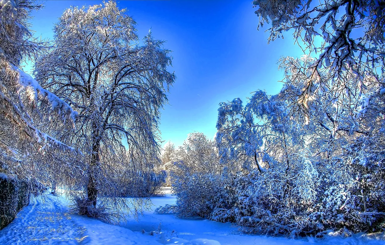 Photo wallpaper FOREST, NATURE, SNOW, WINTER, TREES, BRANCHES, TRACES