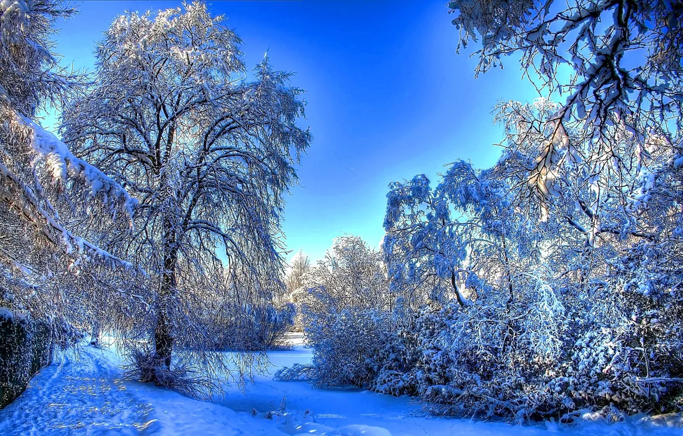 Photo wallpaper winter, forest, snow, trees, branches, traces, nature