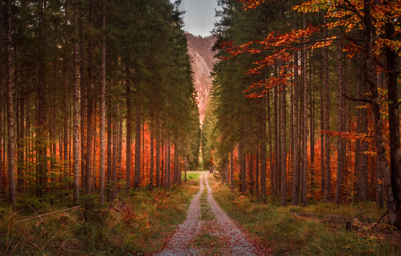 Photo wallpaper road, forest, grass, leaves, trees, mountains, branches, nature