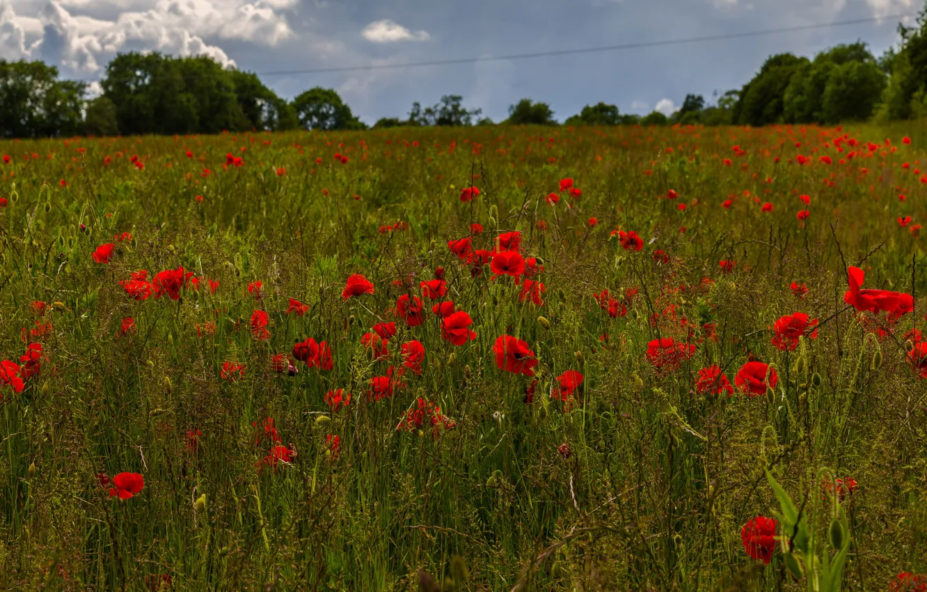 Photo wallpaper greens, field, summer, the sky, trees, flowers, red, glade