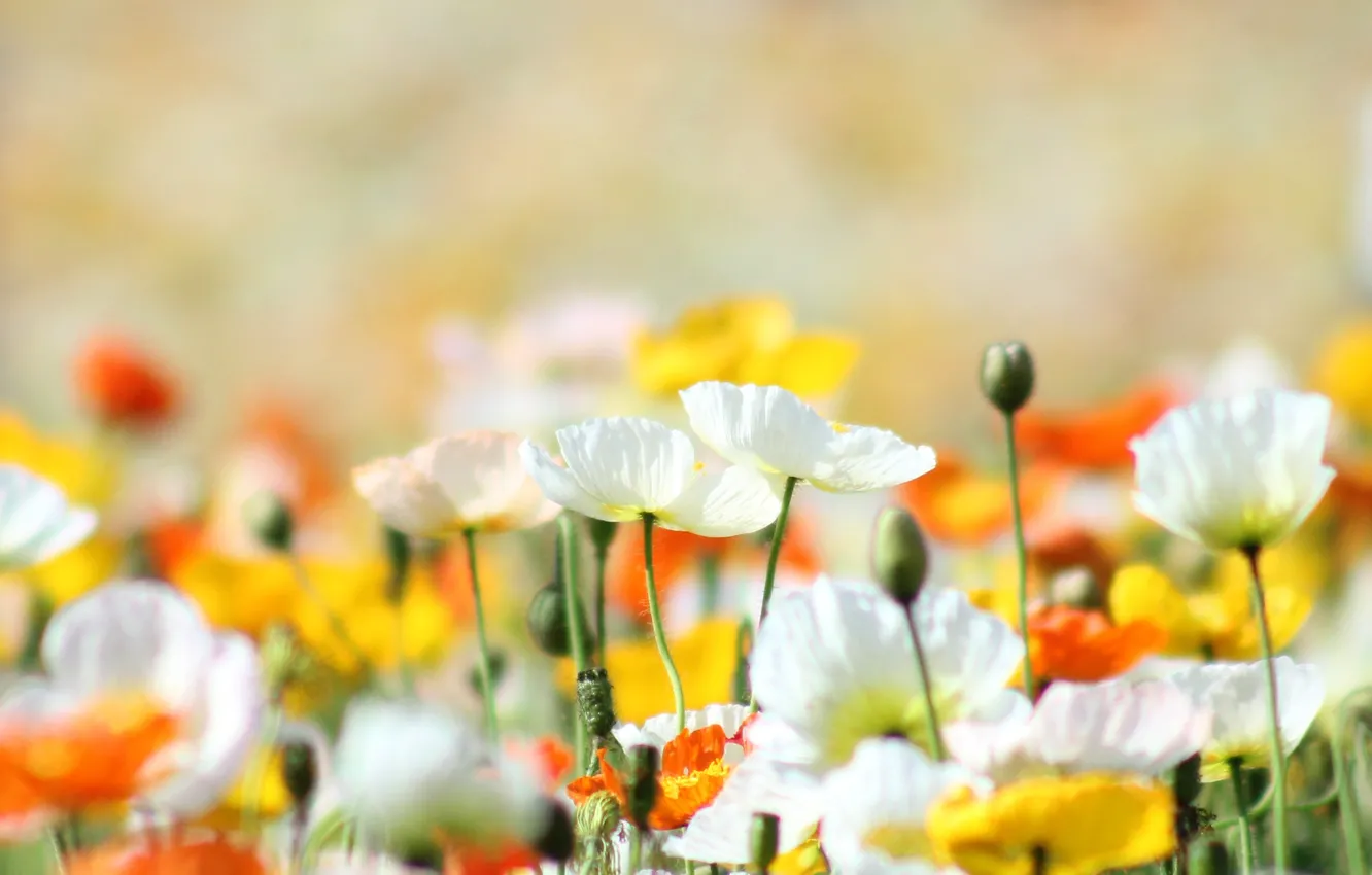 Photo wallpaper summer, the sun, light, flowers, nature, heat, glade, Maki