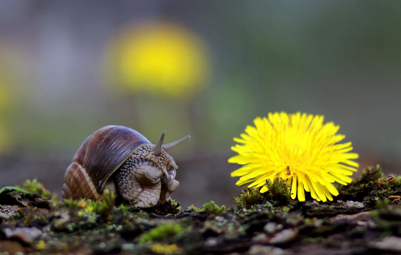 Photo wallpaper macro, background, dandelion, moss, snail