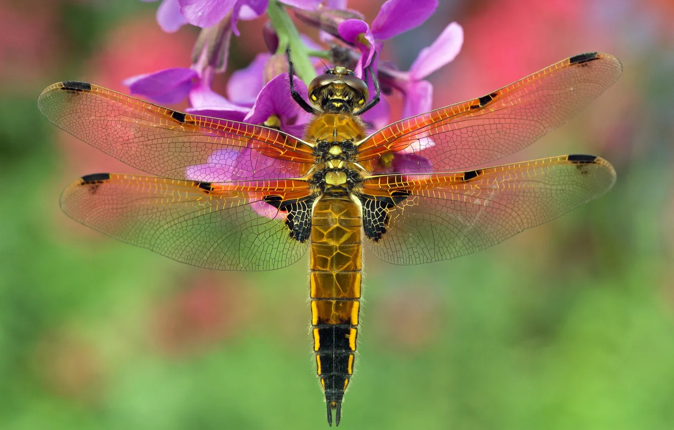 Photo wallpaper macro, flowers, background, dragonfly, Blackbrush four-spotted chaser