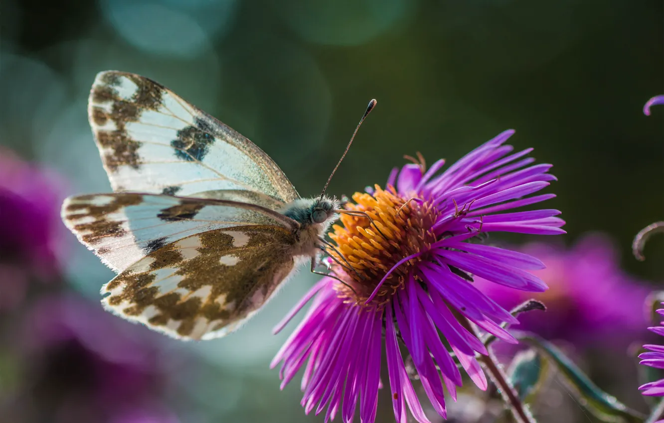 Photo wallpaper macro, flowers, nature, butterfly, insect, bokeh