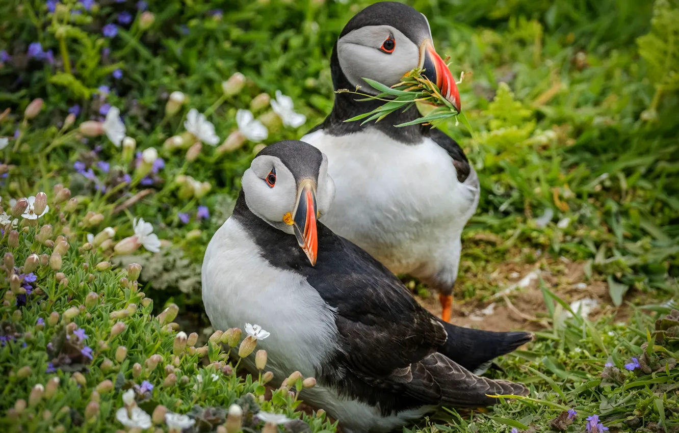 Photo wallpaper summer, grass, flowers, sprig, background, bird, two, pair