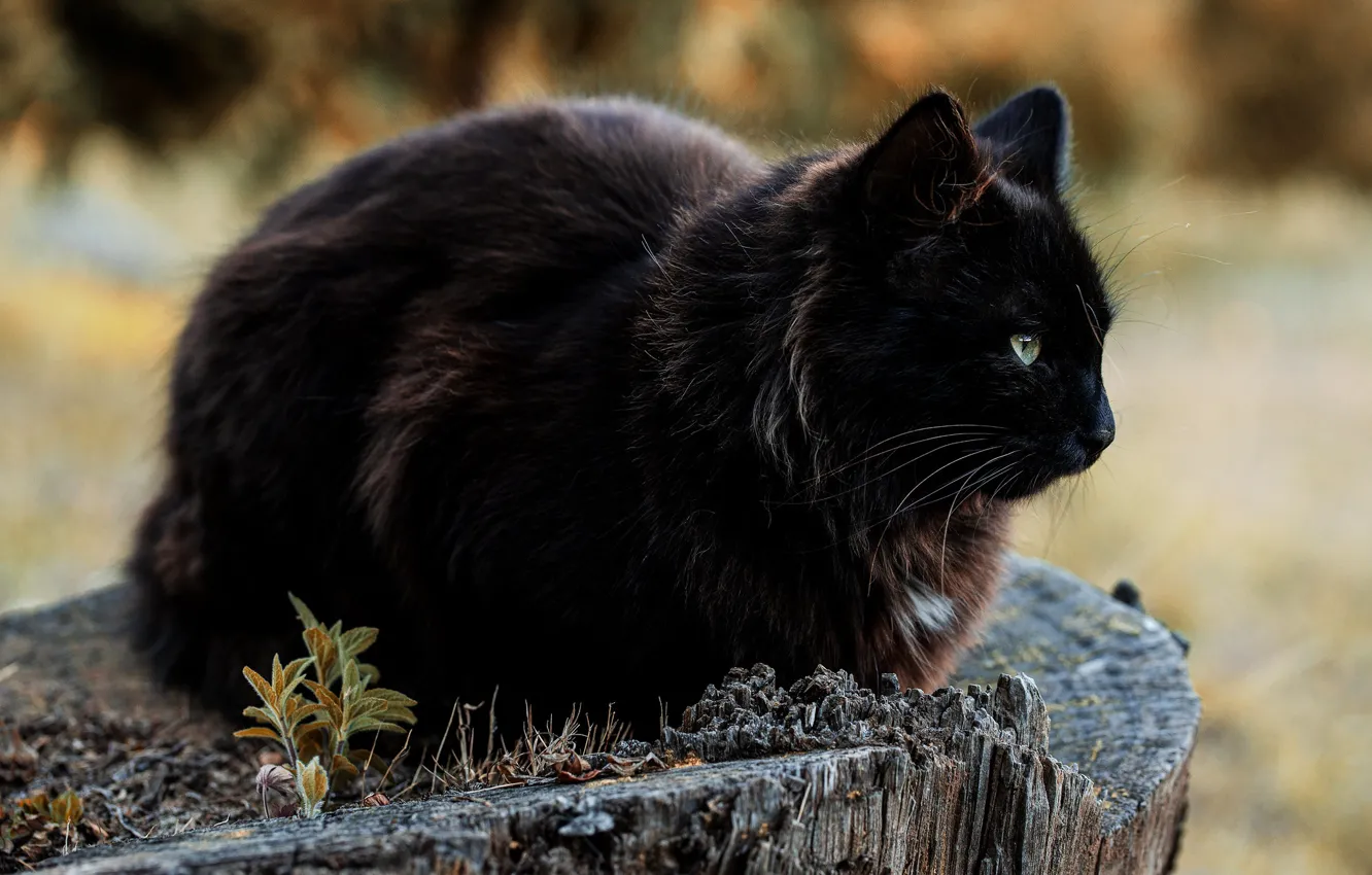 Photo wallpaper stump, black cat, black cat, Rodrigo Godinez