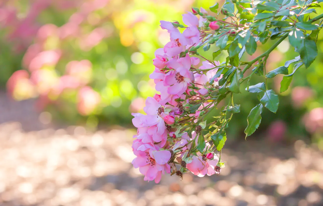 Photo wallpaper branches, roses, petals, bokeh, buds