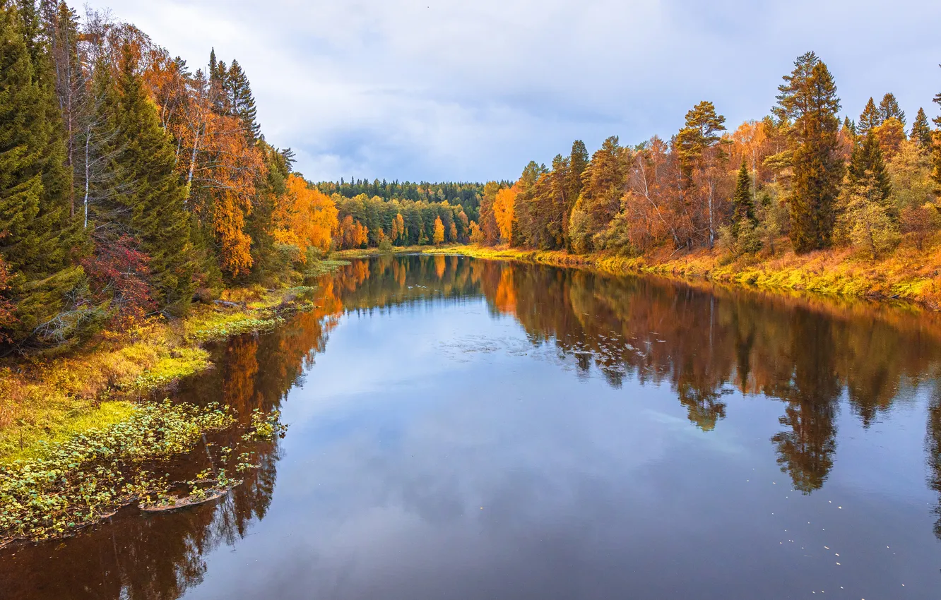 Photo wallpaper forest, trees, Water Mirror