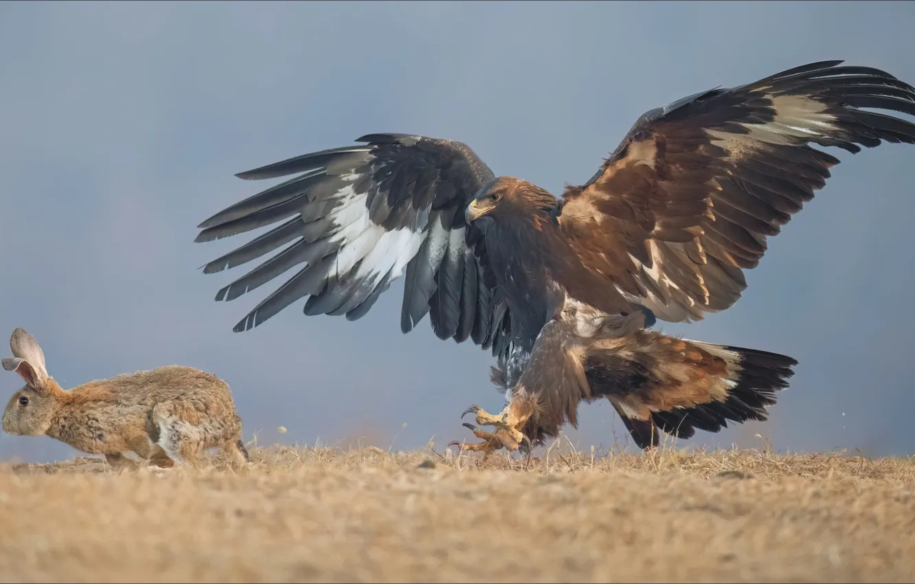 Photo wallpaper animal, bird, eagle, two, hare, predator, hunting