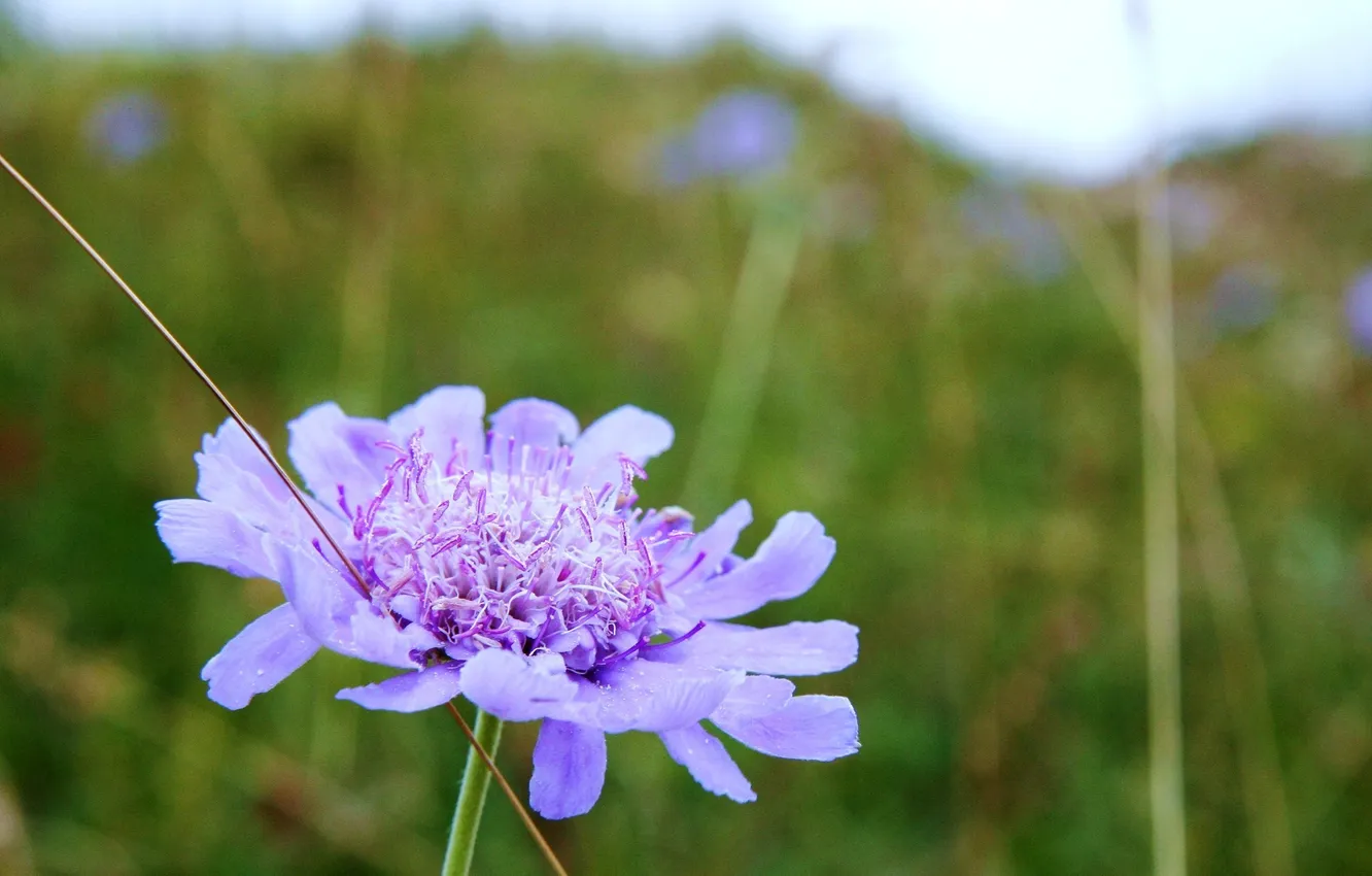 Photo wallpaper greens, field, summer, flowers, lilac, chicory