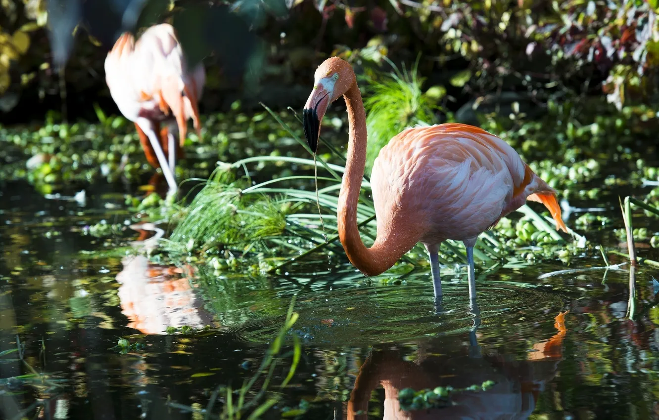 Photo wallpaper thickets, bird, grace, Flamingo, pond