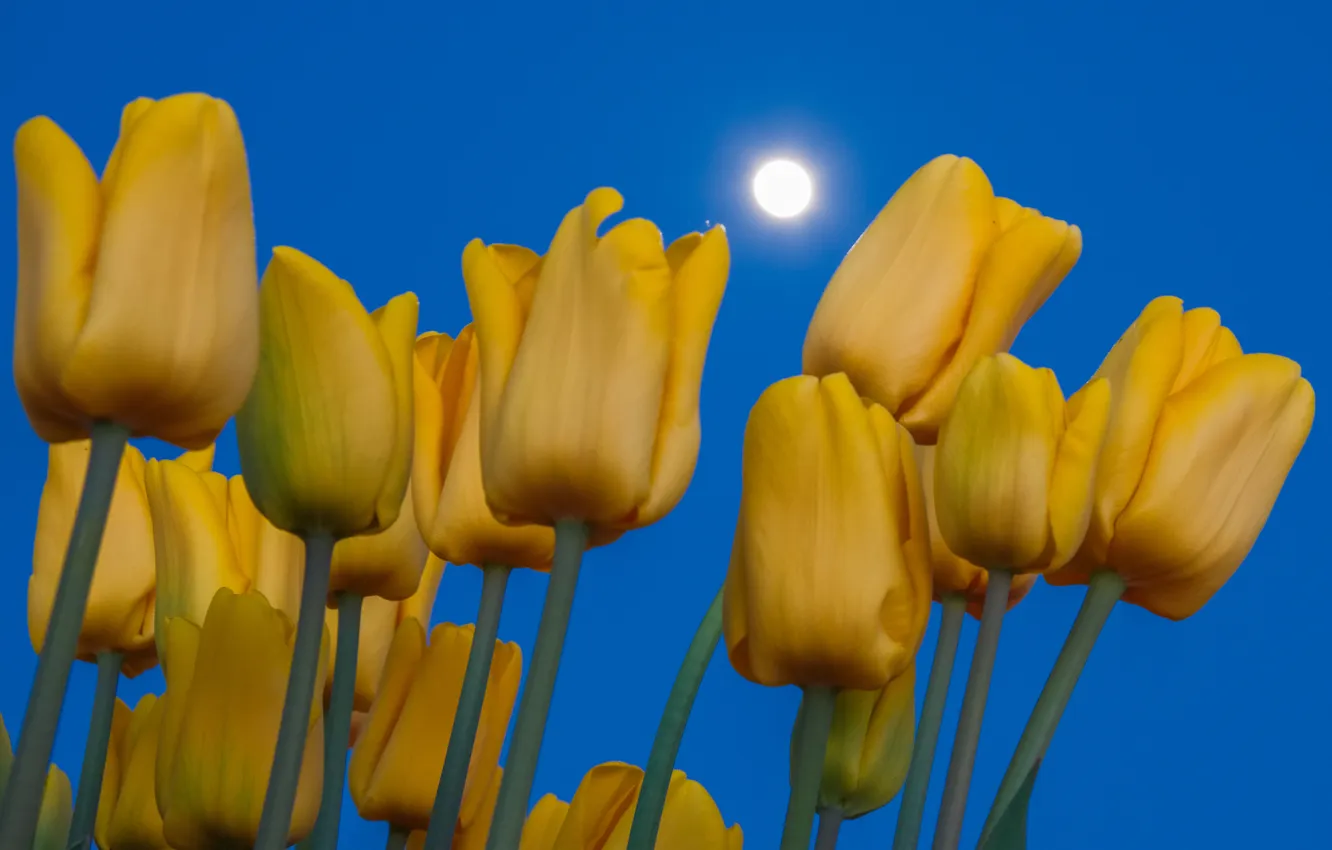 Photo wallpaper the sky, the moon, petals, stem, tulips