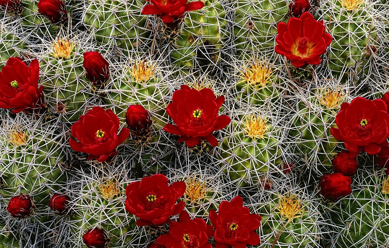 Photo wallpaper needles, cactus, barb, buds, flowering, red flowers
