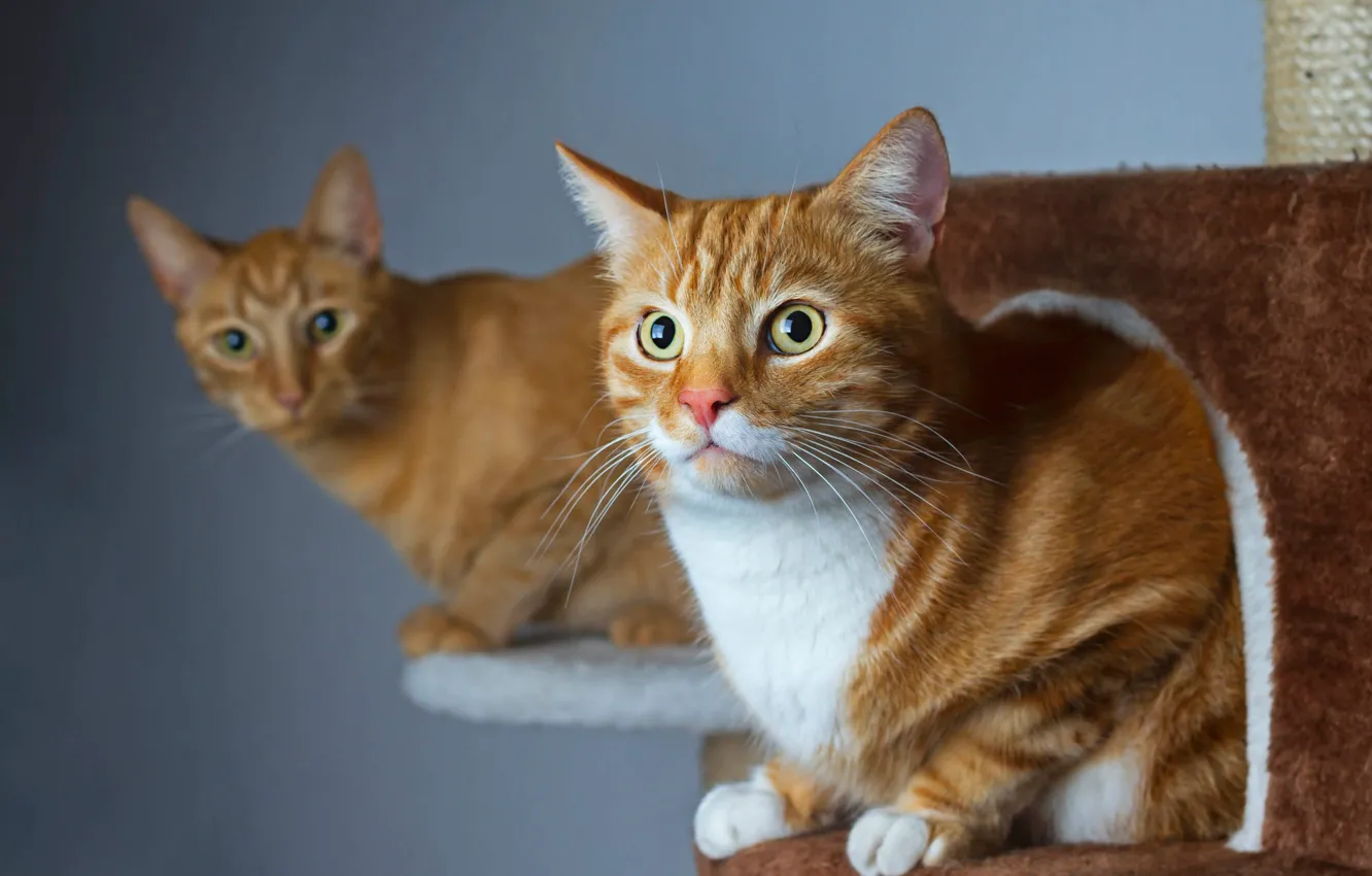 Photo wallpaper cat, cat, look, background, two, red, cat house, crazy
