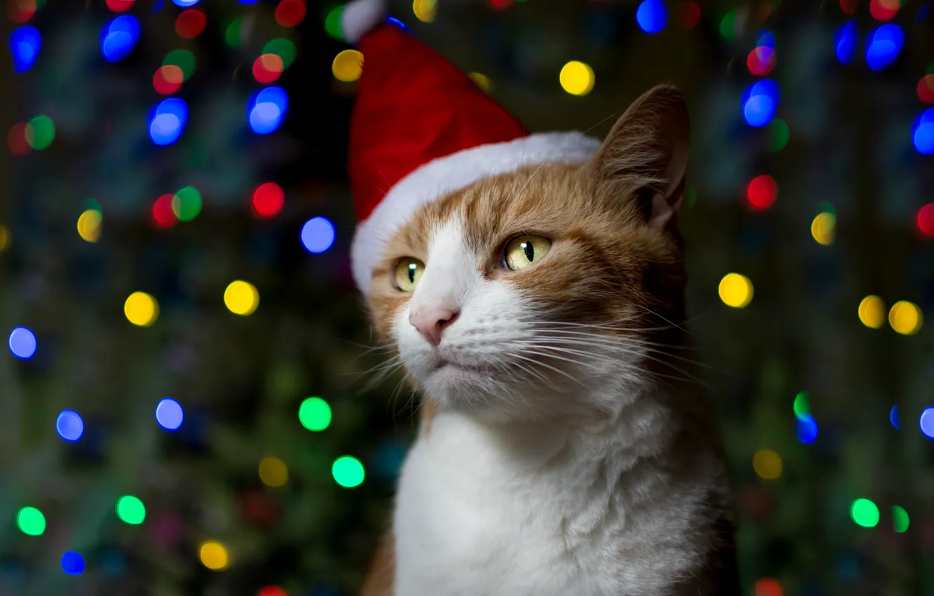 Photo wallpaper cat, holiday, red, cap
