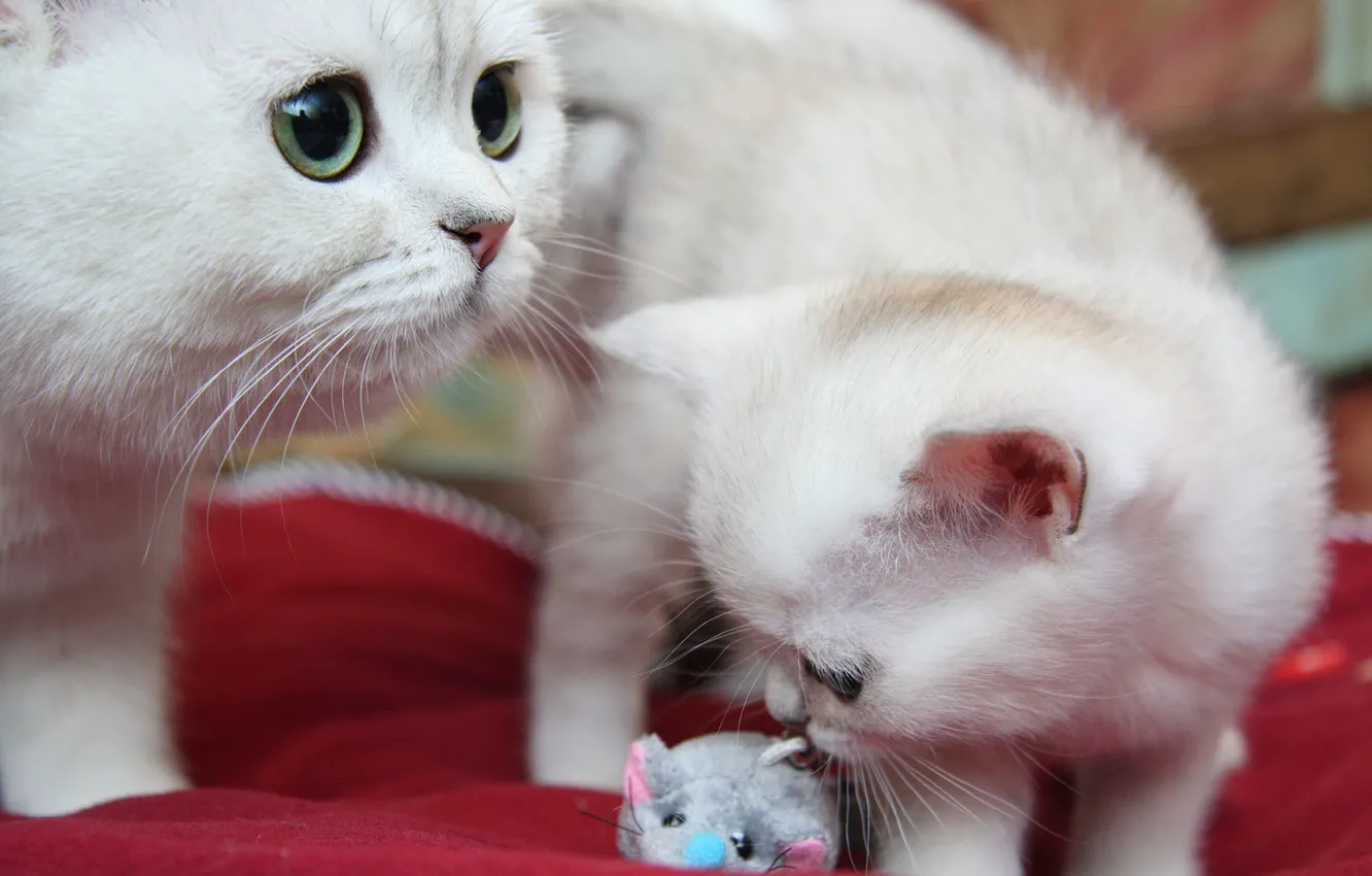 Photo wallpaper cat, cat, kitty