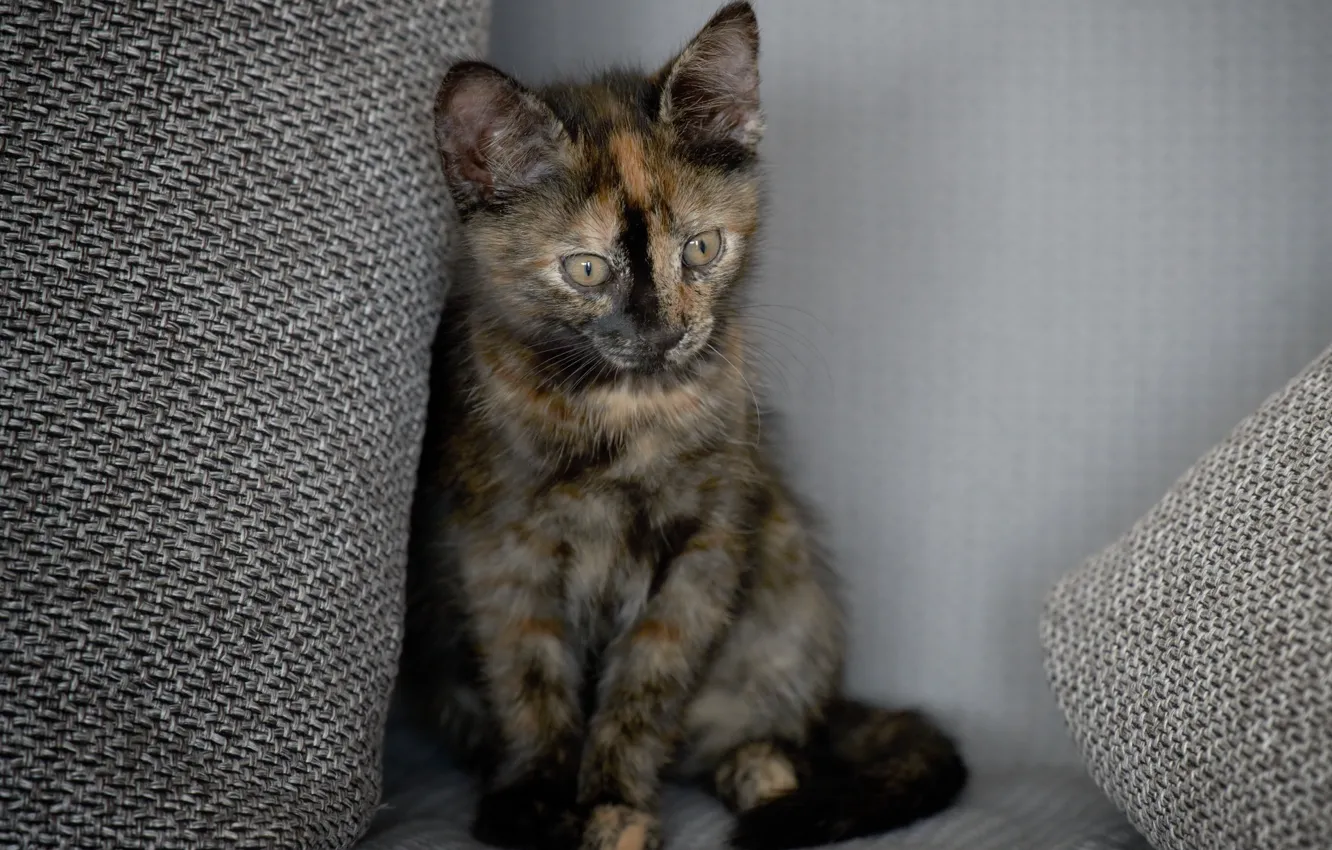 Photo wallpaper eyes, baby, kitty