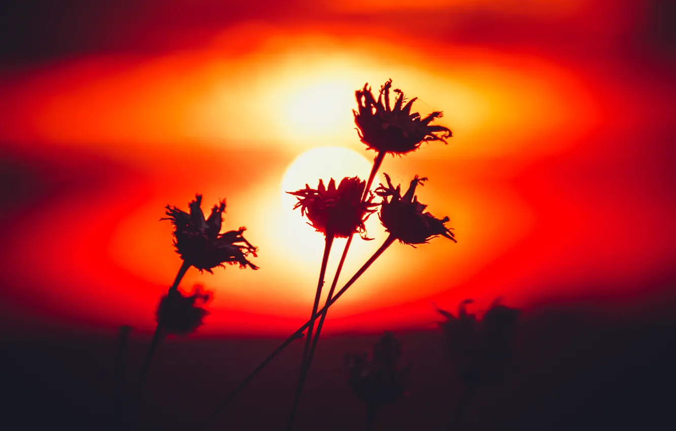 Photo wallpaper grass, macro, sunset, flowers, silhouette, deadwood