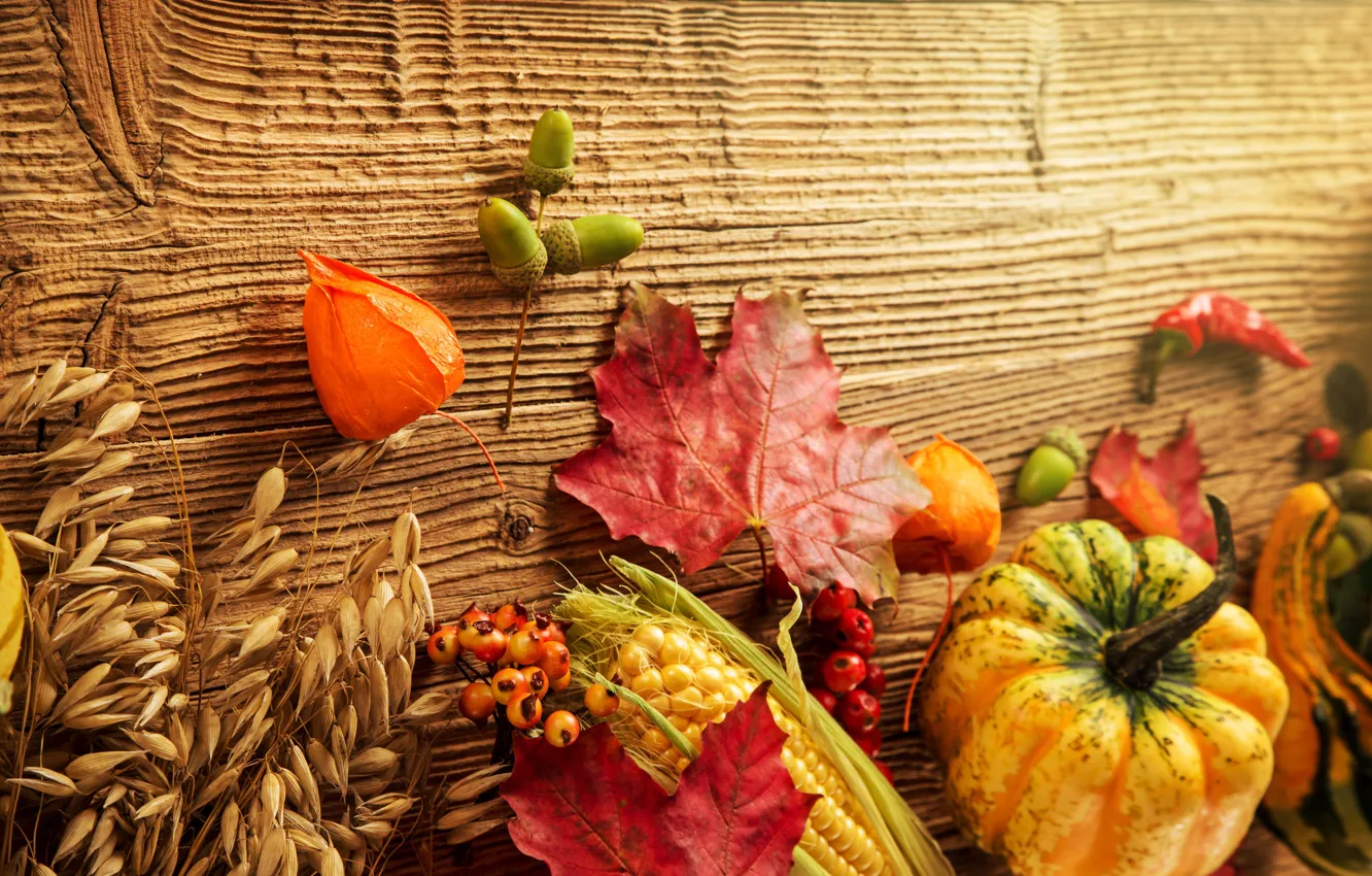 Photo wallpaper autumn, leaves, berries, tree, corn, harvest, pumpkin, acorns