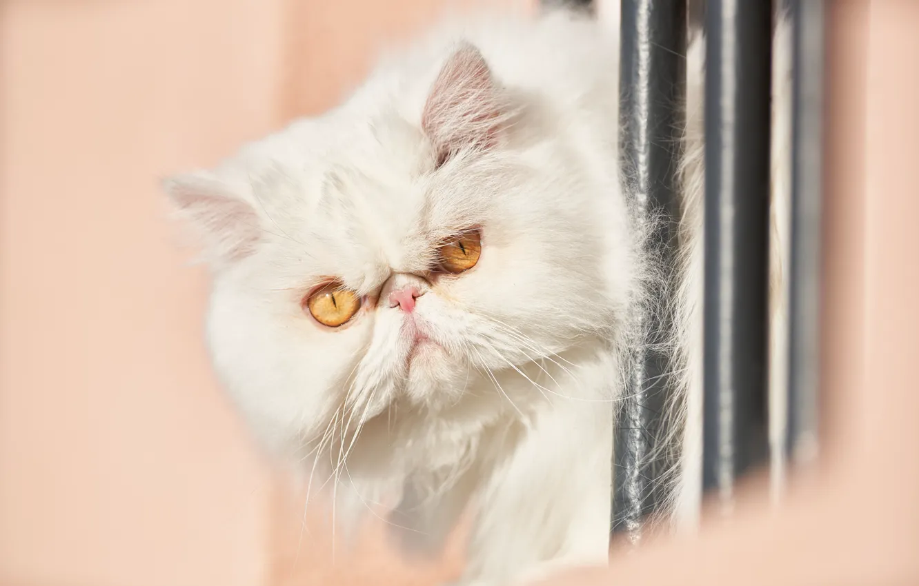 Photo wallpaper look, muzzle, white, fluffy, Persian cat