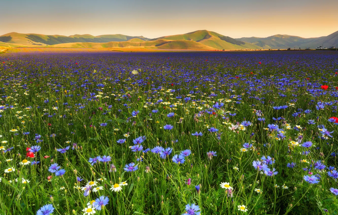 Photo wallpaper field, flowers, hills, chamomile, cornflowers