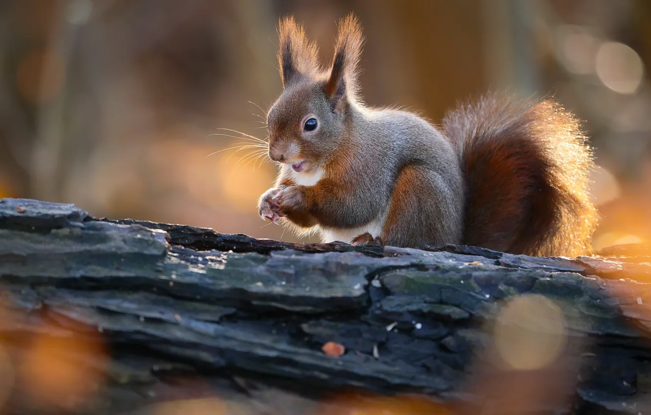 Photo wallpaper autumn, nature, animal, protein, snag, bokeh, animal, rodent