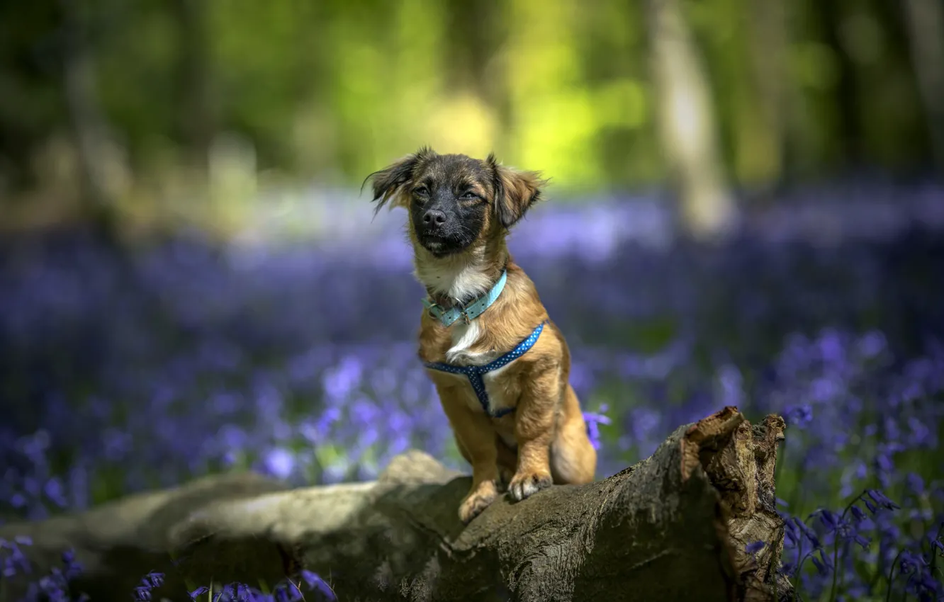 Photo wallpaper nature, each, dog