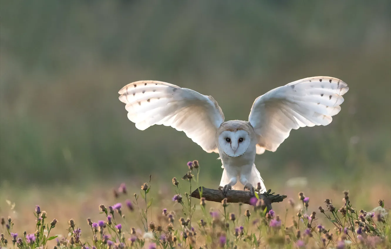 Photo wallpaper white, light, owl, bird, wings, stroke, the barn owl