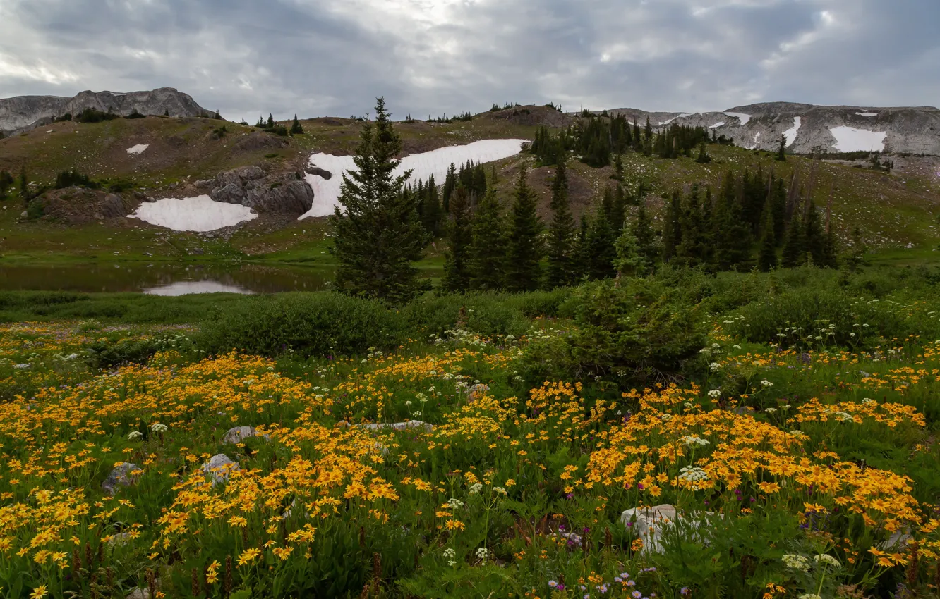 Photo wallpaper greens, forest, summer, grass, clouds, flowers, mountains, yellow