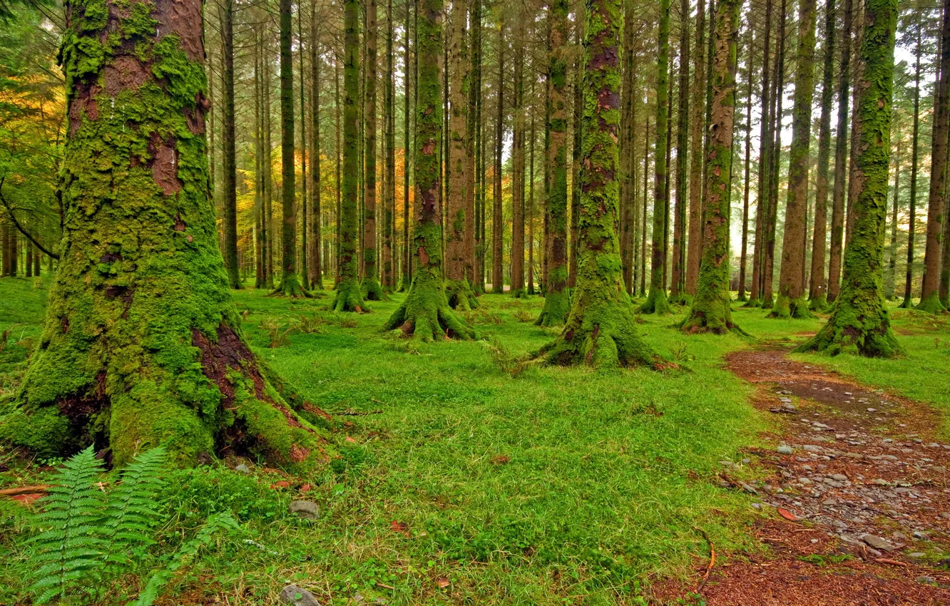 Photo wallpaper trees, nature, moss