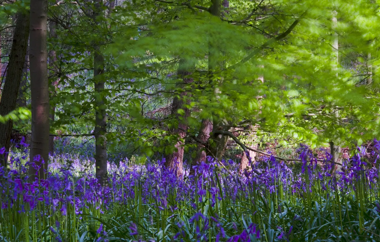 Photo wallpaper forest, grass, trees, flowers