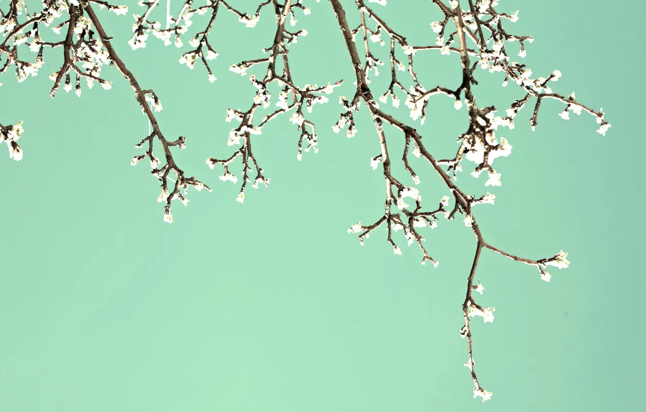 Photo wallpaper flowers, branch, spring, garden, flowering, blossom