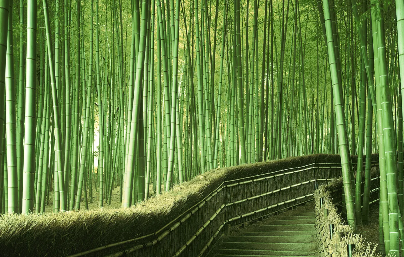 Photo wallpaper greens, bamboo, Japan