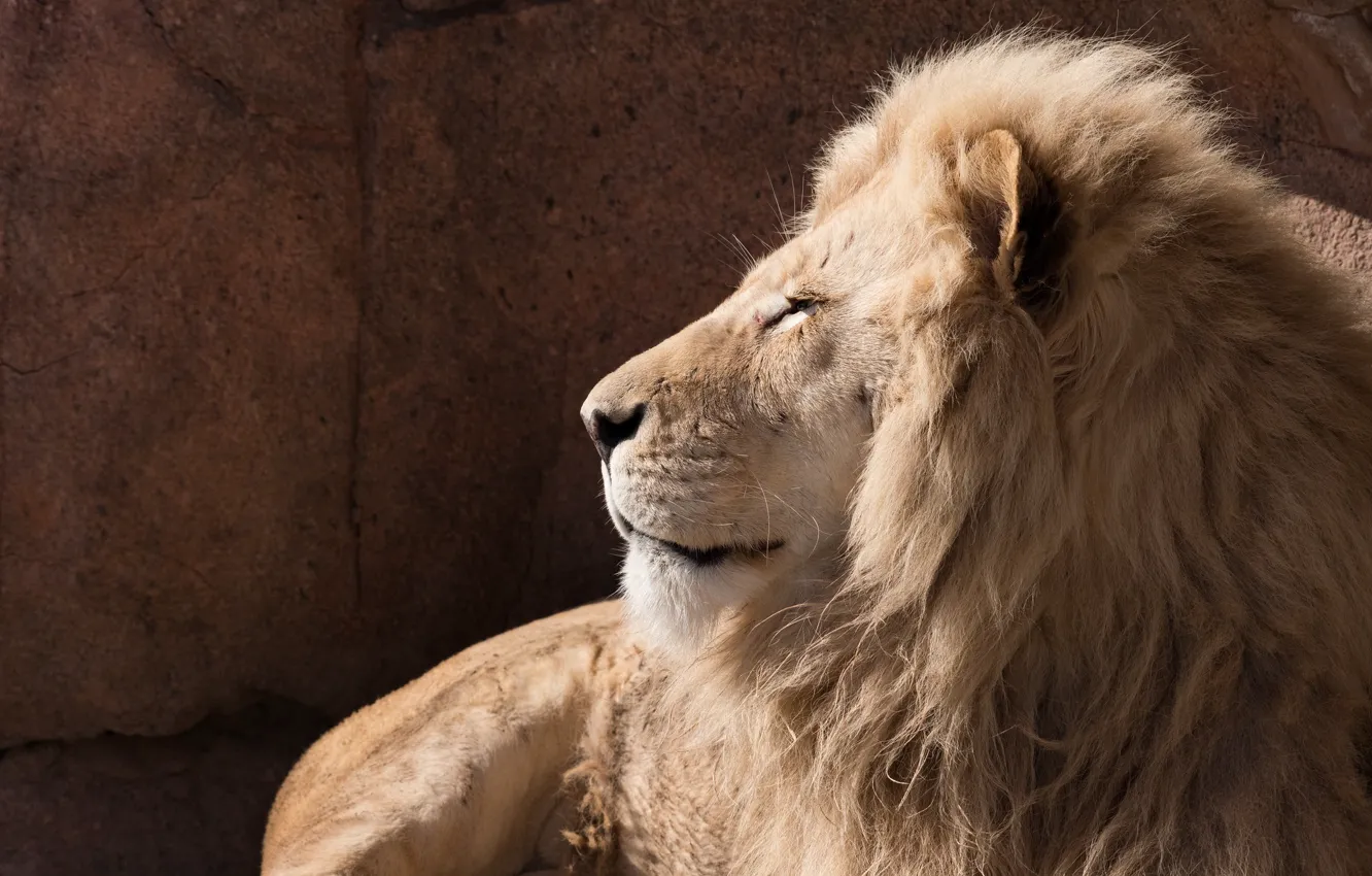 Photo wallpaper face, predator, power, mane, profile, wild cat, white lion