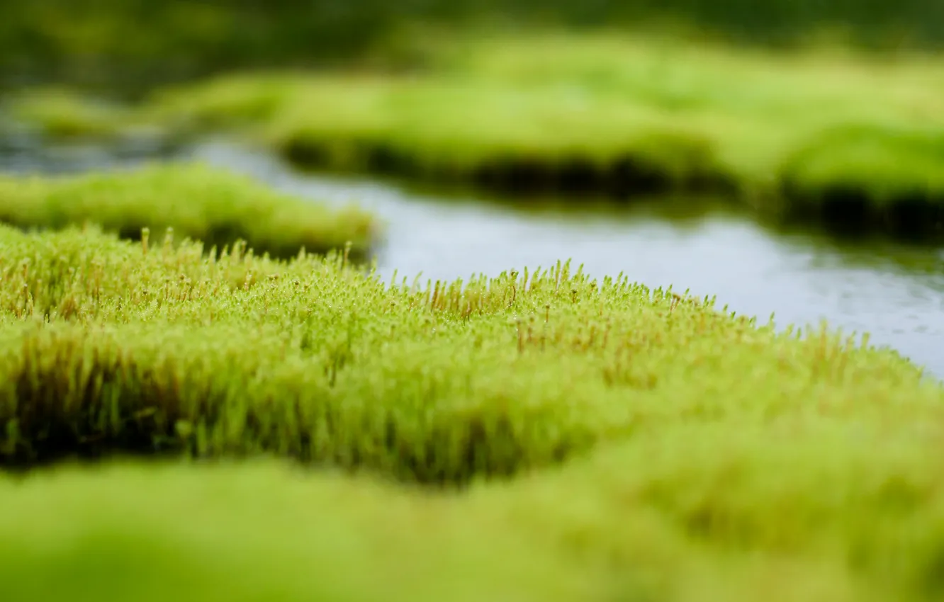 Photo wallpaper greens, grass, water, swamp