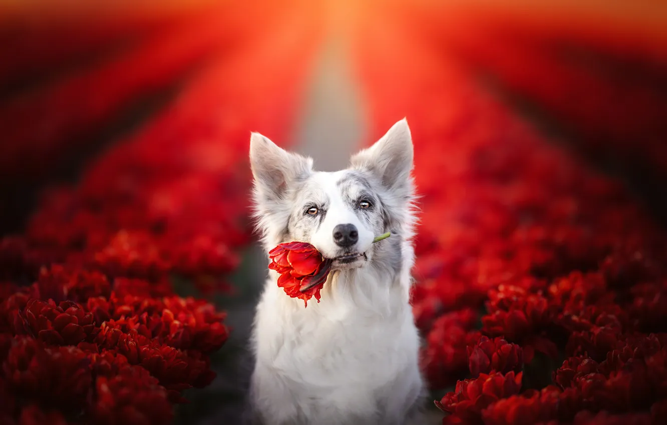Photo wallpaper field, face, flowers, dog, the border collie, red tulips