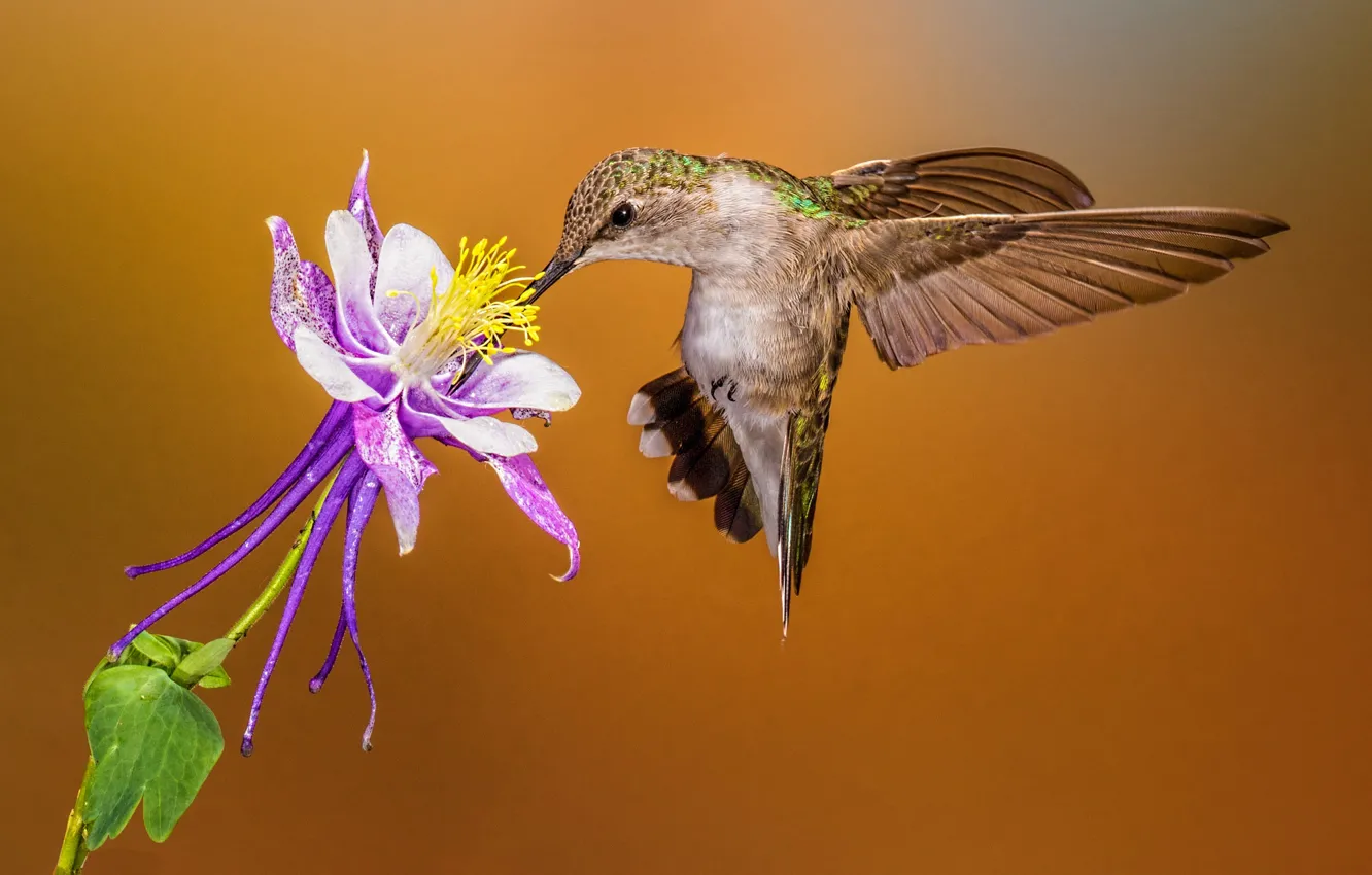 Photo wallpaper flowers, beak, Hummingbird, female, Montenegro archilochus