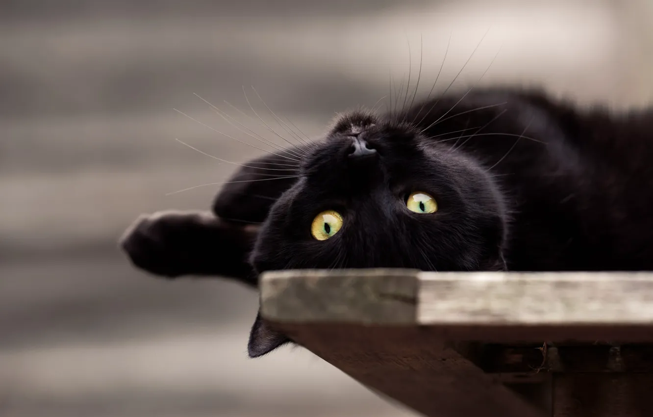 Photo wallpaper eyes, look, muzzle, cat, black cat