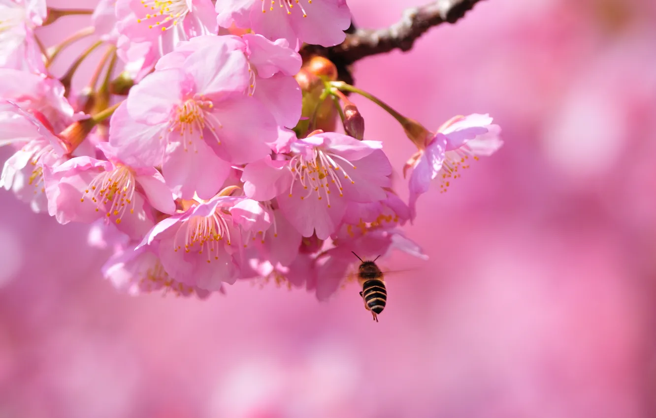 Photo wallpaper macro, bee, spring, Sakura, gentle, flowering, blossom, beautiful
