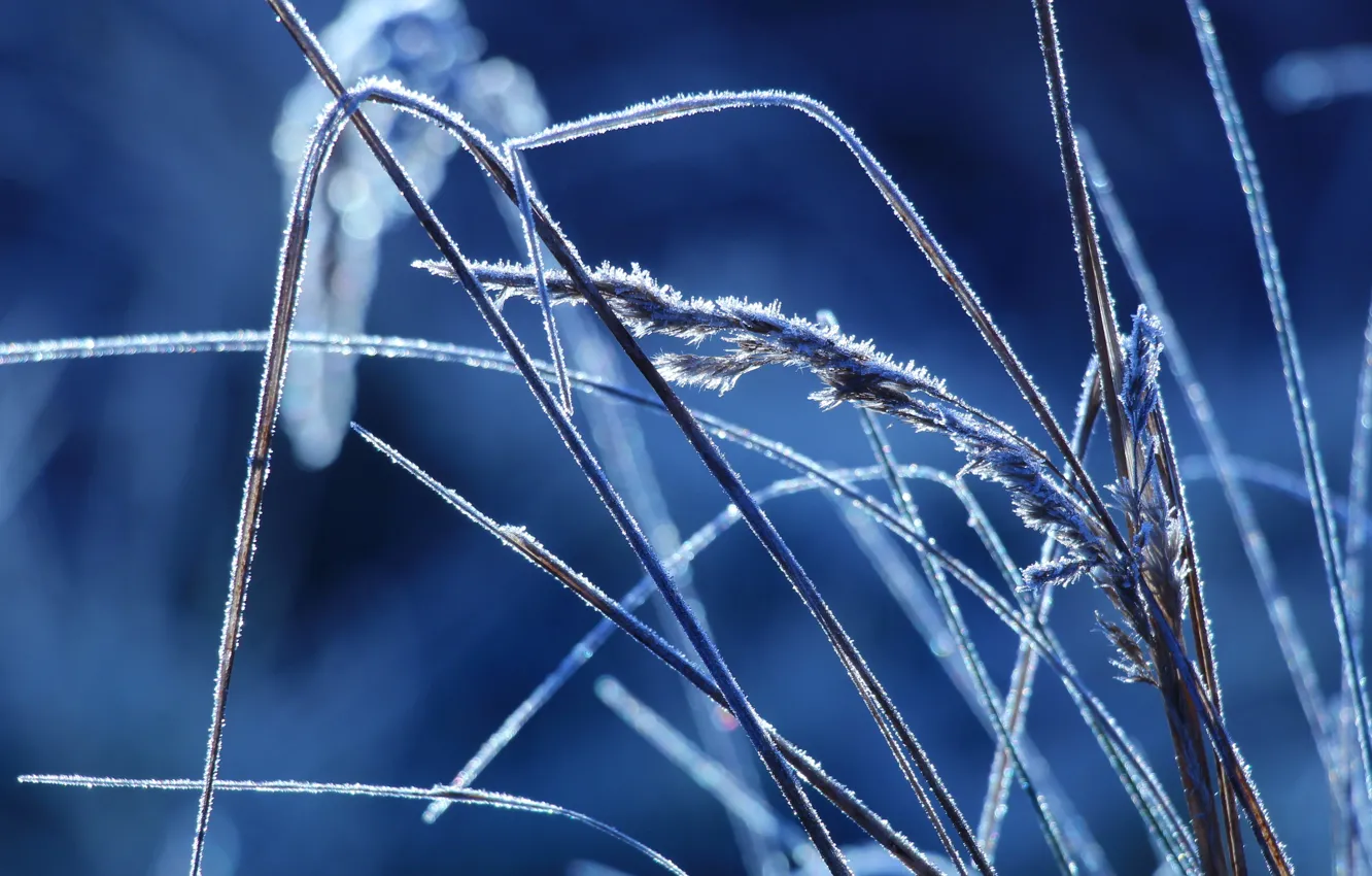 Photo wallpaper grass, field, cold, hoarfrost
