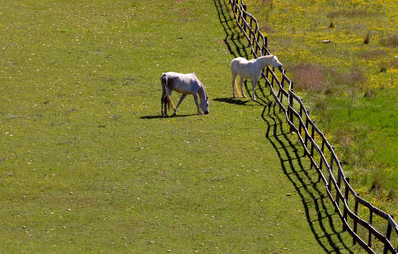 Photo wallpaper field, summer, horse, the fence
