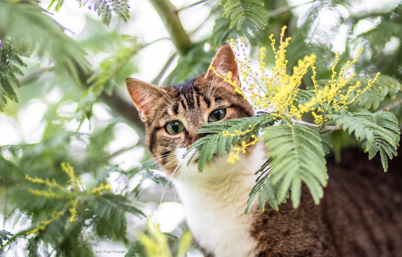 Photo wallpaper cat, cat, look, leaves, flowers, branches, yellow, nature