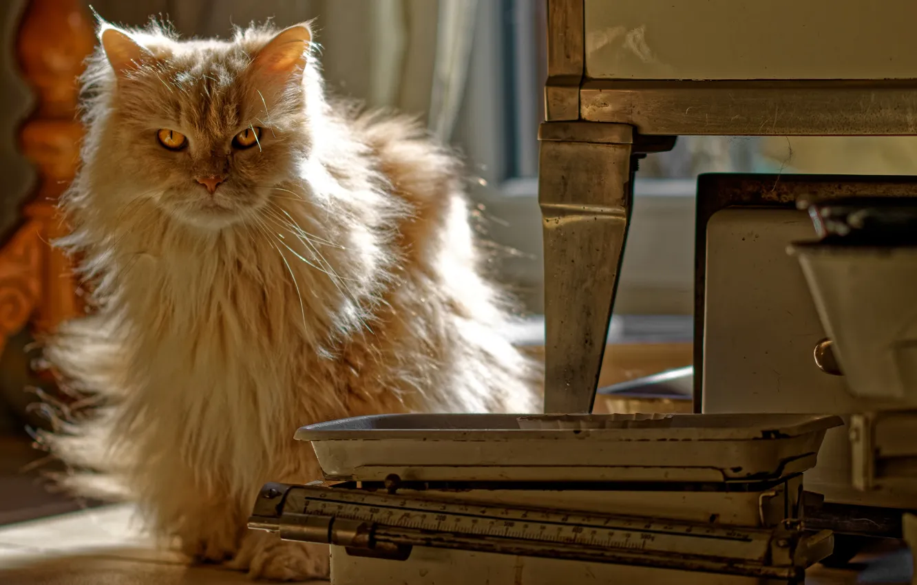 Photo wallpaper cat, cat, look, light, red, sitting, Libra