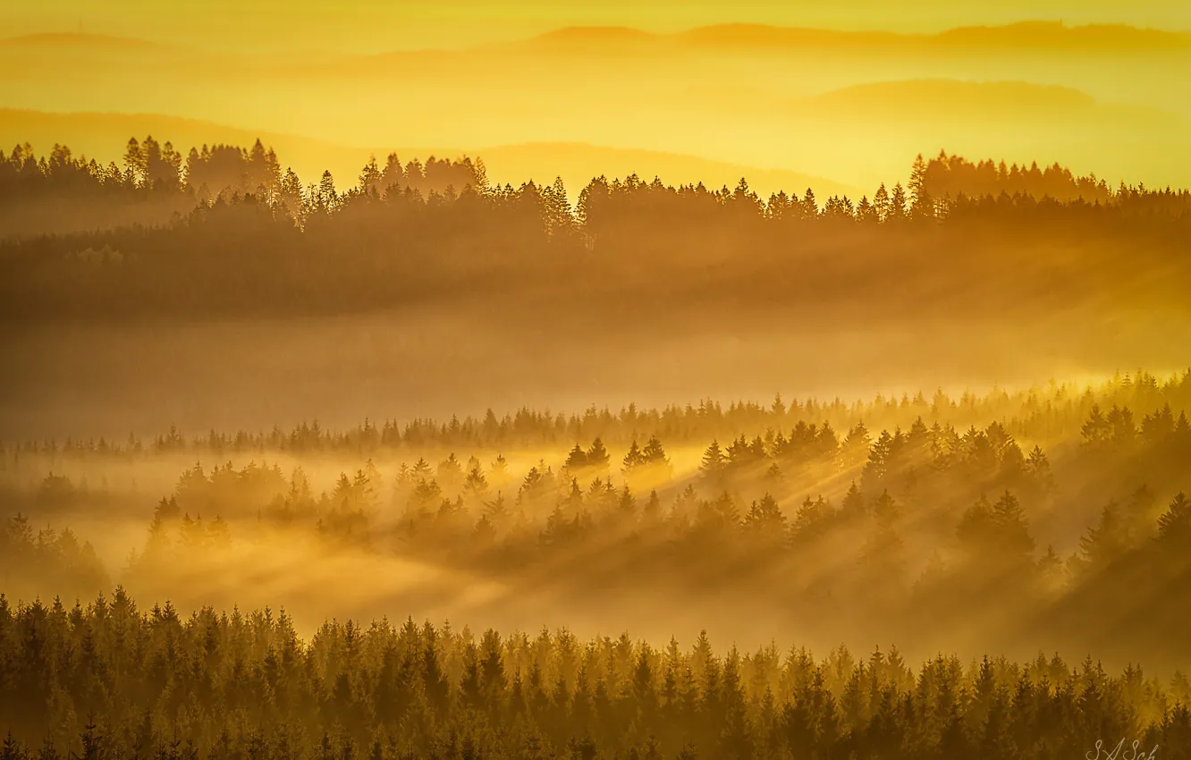 Photo wallpaper forest, light, fog, morning