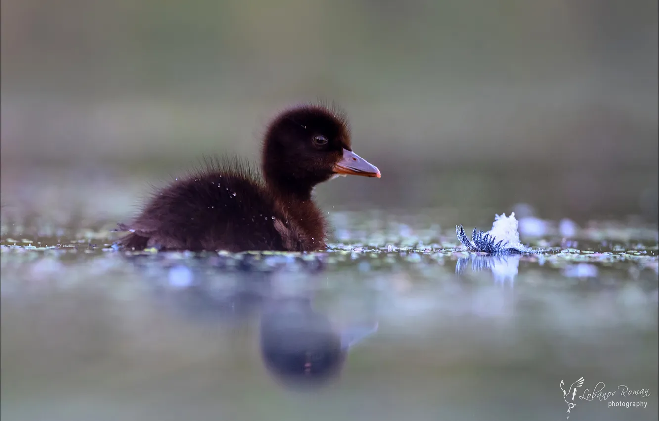 Photo wallpaper Chicks, bokeh, a child of nature, Lobanov Roman, crested black, The baby and the moon …