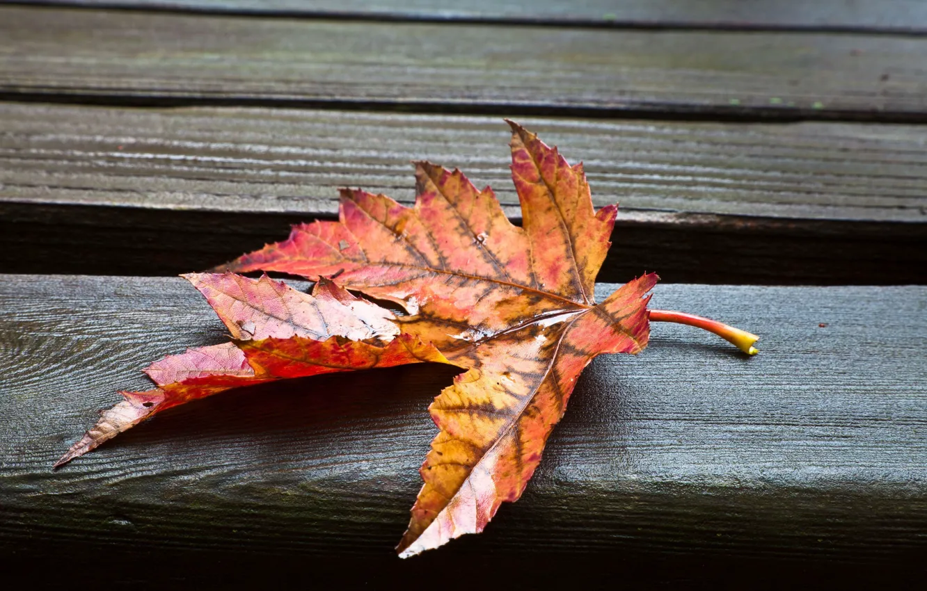 Photo wallpaper leaves, macro, wet, background, Wallpaper, leaf, wallpaper, leaf, widescreen, background, full screen, HD wallpapers, widescreen